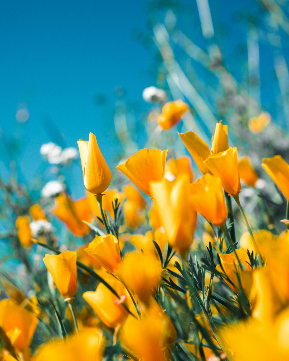 Featured image for “Spring Concert”